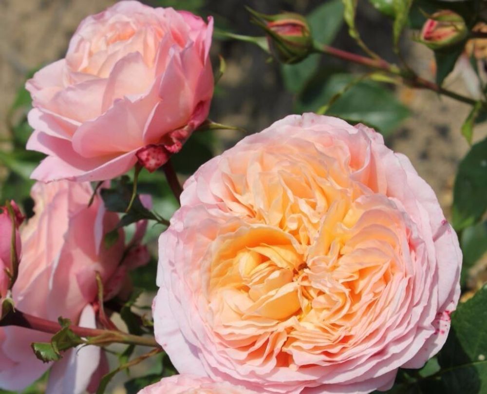 Домен де Шантильи (Domaine de Chantilly)