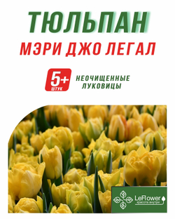 Тюльпан Луковица, Мэри Джо Легал, 5+шт