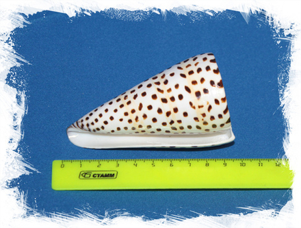 Конус Литтератус 8-11см, 1шт