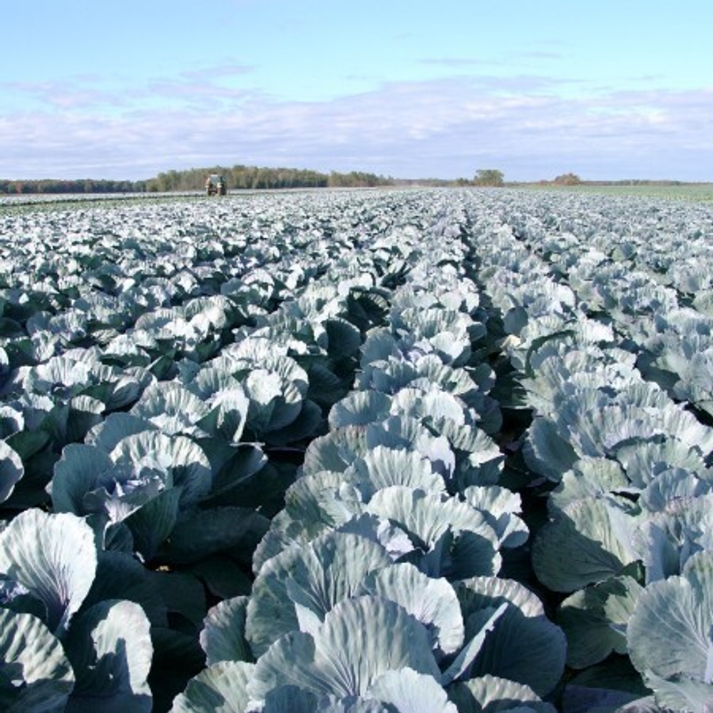 Ресима F1 семена капусты краснокочанной (Rijk Zwaan / Райк Цваан)