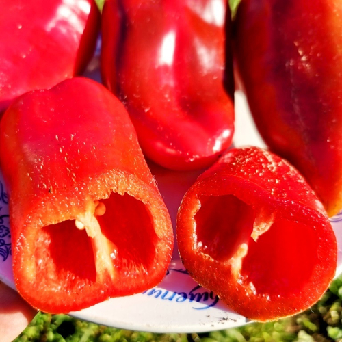 Болгарский Сладкий Перец - Софийская Капия