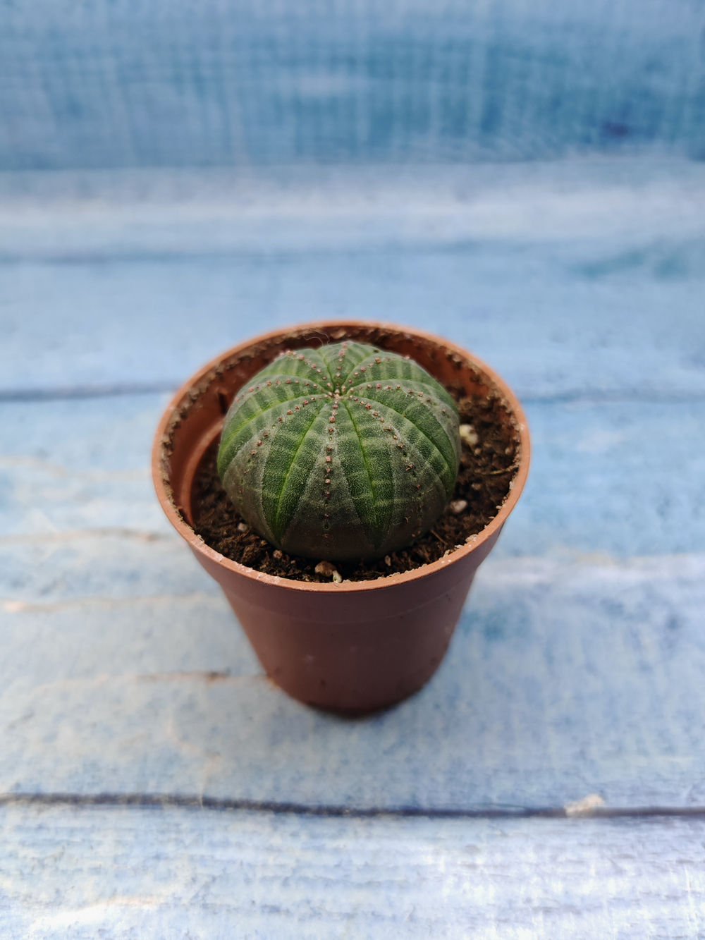 Euphoria Obesa (Эуфорбия)