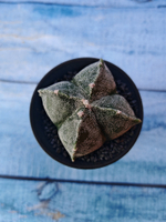 Astrophytum Myriostigma monstrosa (Астрофитум)