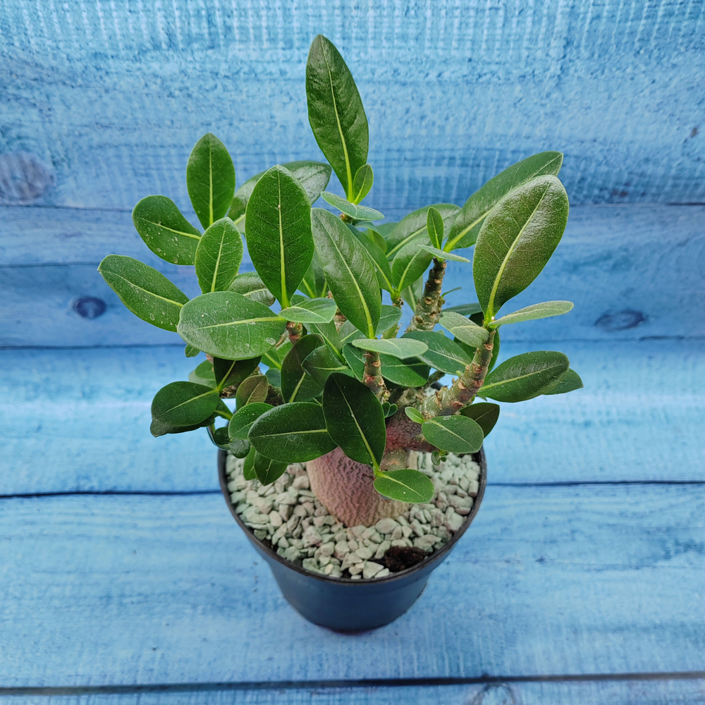 Adenium Baobab (Адениум)