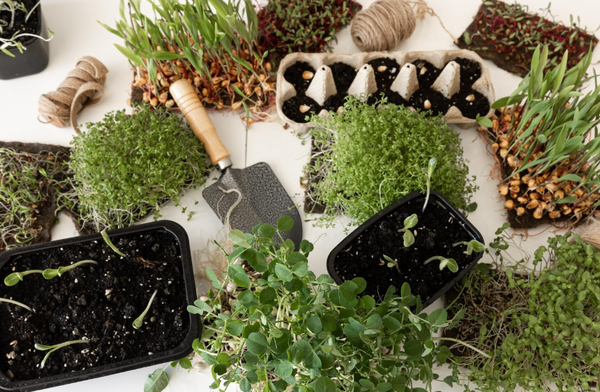 Как правильно выбирать семена для посадки овощей и зелени, чтобы не разочароваться в своей покупке