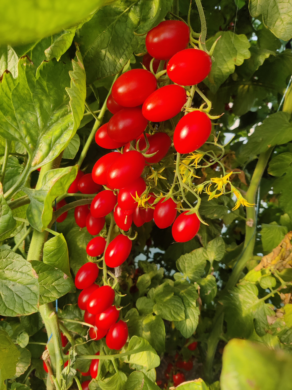 Пекбол F1 семена томата индетерминантного ( Yuksel Tohum / )