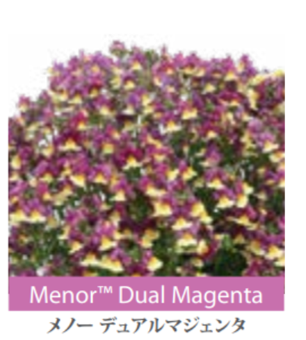 ЕВРО Немезия Nemesia Menor Dual Mangenta НЕукор черенок середина ноября 25