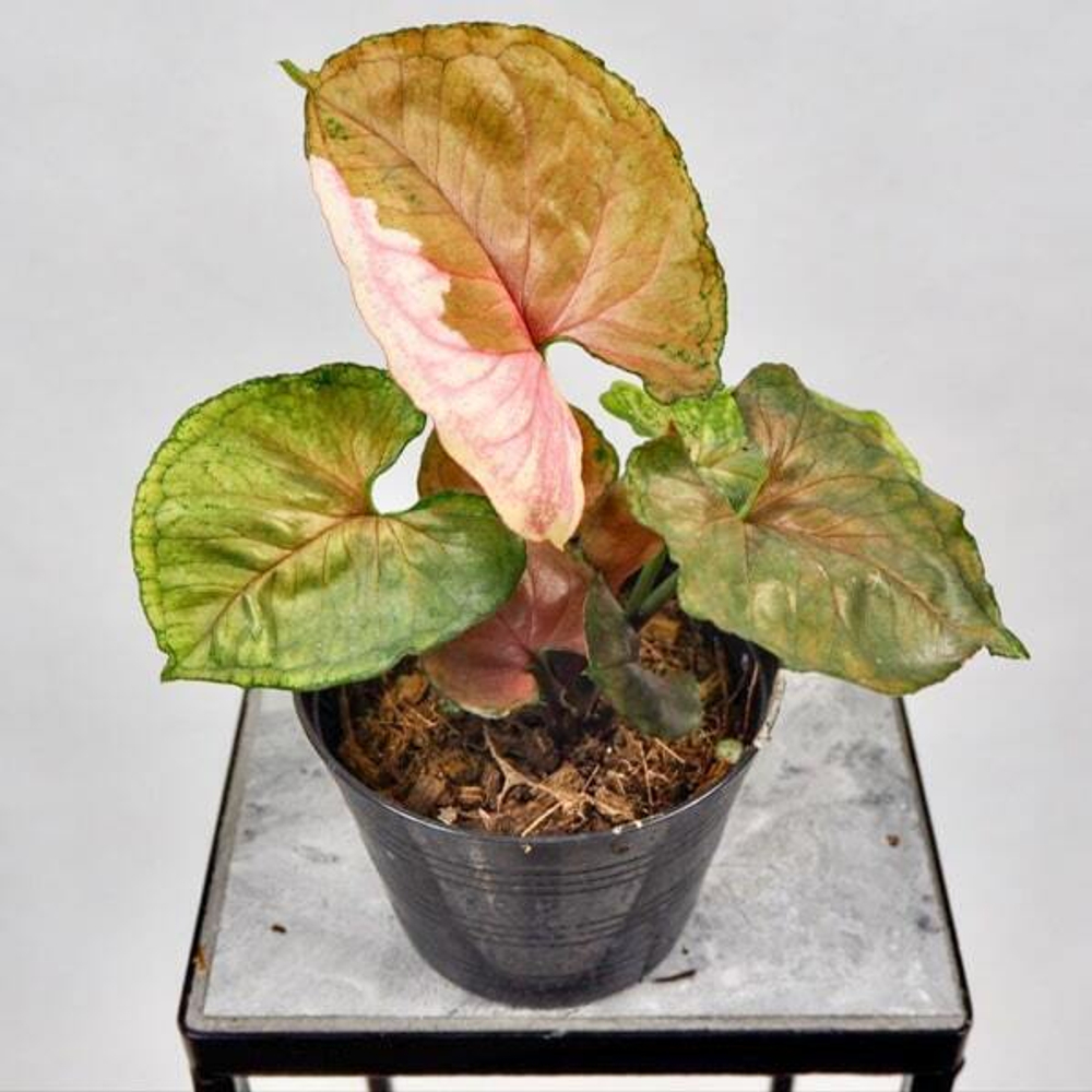 Сингониум STRAWBERRY ICE JAPAN