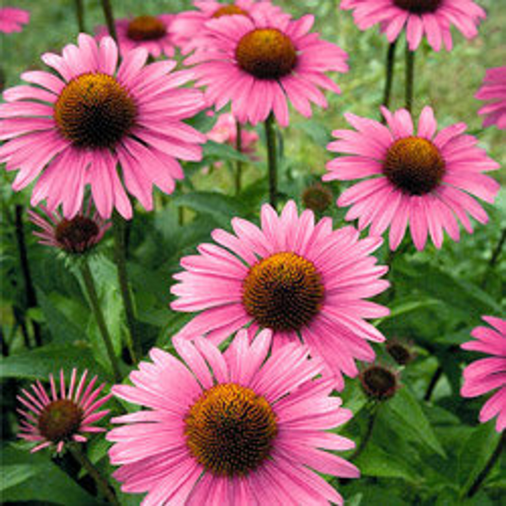 Эхинацея Примадонна Дип Роуз (50шт) Витагрин Профи