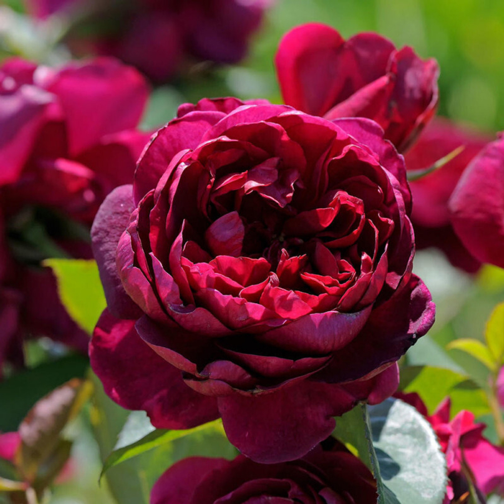 Роза чайно-гибридная "Ascot"