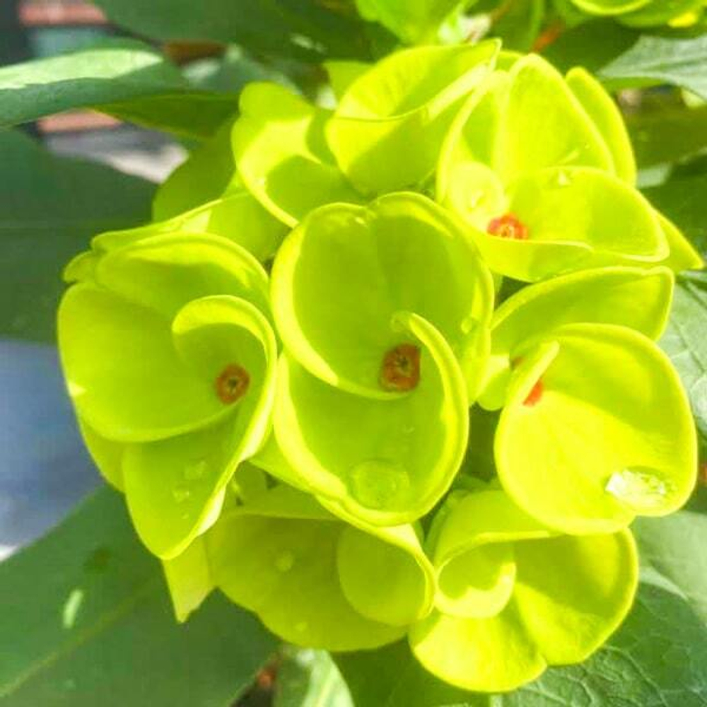 Эуфорбия Миля JADE DRAGON