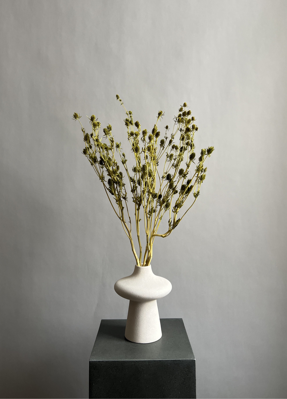 Эрингиум салатовый