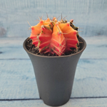 Gymnocalycium Variegata (Гимнокалициум Вариегатный)