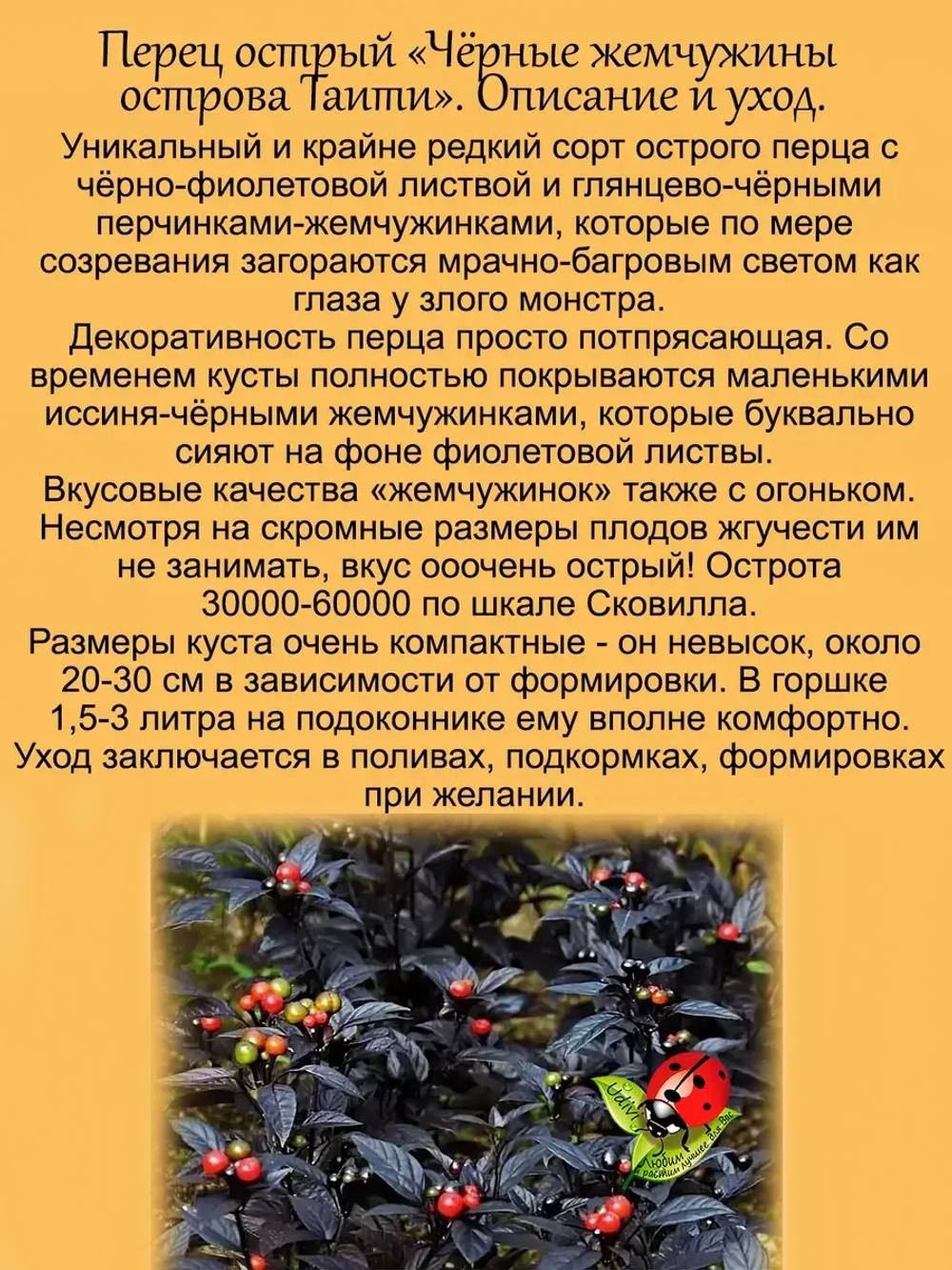 Перец острый Чёрные жемчужины острова Таити
