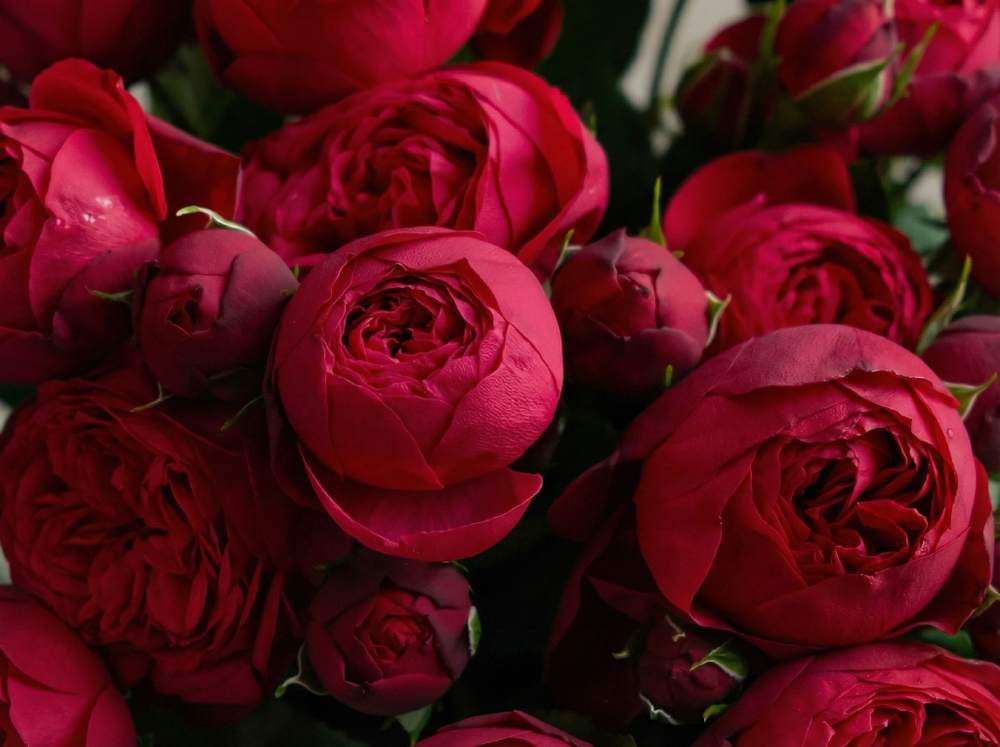 Роза «Пиано» (Piano) чайно-гибридная