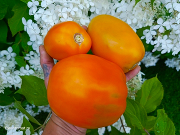 Минусинские стаканы оранжевые сорт томата