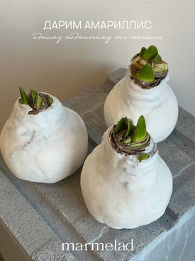 Дарим Амариллис в тг-канале