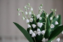 Вайнер силиконовый лист Ландыша ClayCraft by DECO™