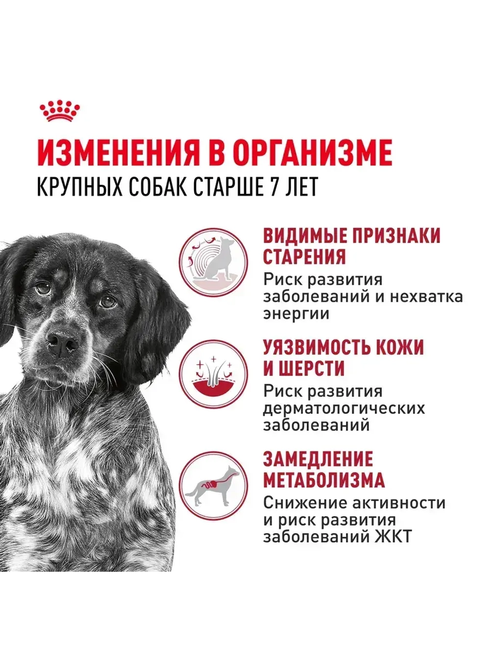 Royal Canin Medium Adult 7+ (Роял Канин Медиум Эдалт 7+) для средних пожилых собак (от 7 лет)