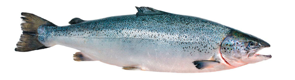 ЛОСОСЬ МОРОЖЕННЫЙ ЛАТ. НАИМЕНОВАНИЕ- (SALMO SALAR) НЕРАЗДЕЛАННЫЙ