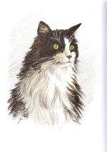 Альбом для раскрашивания полноцветный. Раскраски