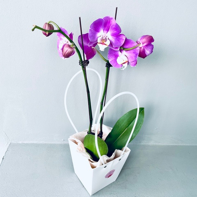 Орхидея в подарочной упаковке (в ассортименте)