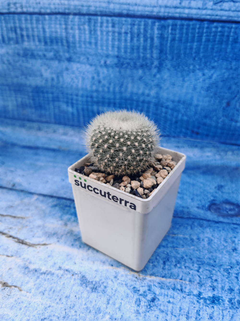 Notocactus Haselbergii (Нотокактус)