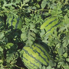 ОДИН F1 семена арбуза (Bejo | Alexagro)