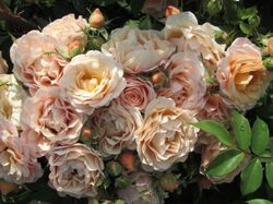 Парасоль (Parasol)