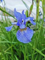 Товар из приложения с картинками модификаций