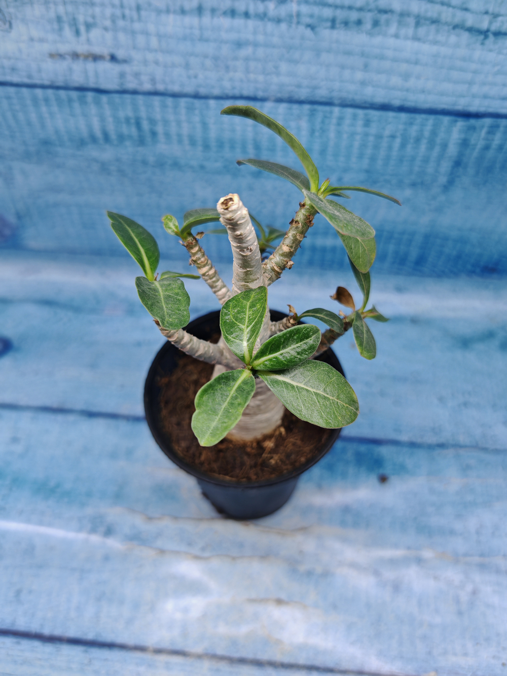 Adenium Baobab (Адениум)