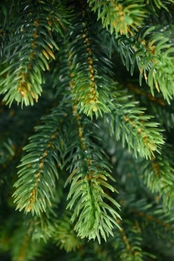 Искусственная елка Венецианская 90 см., 100% литая хвоя, ЕлкиТорг (109090)