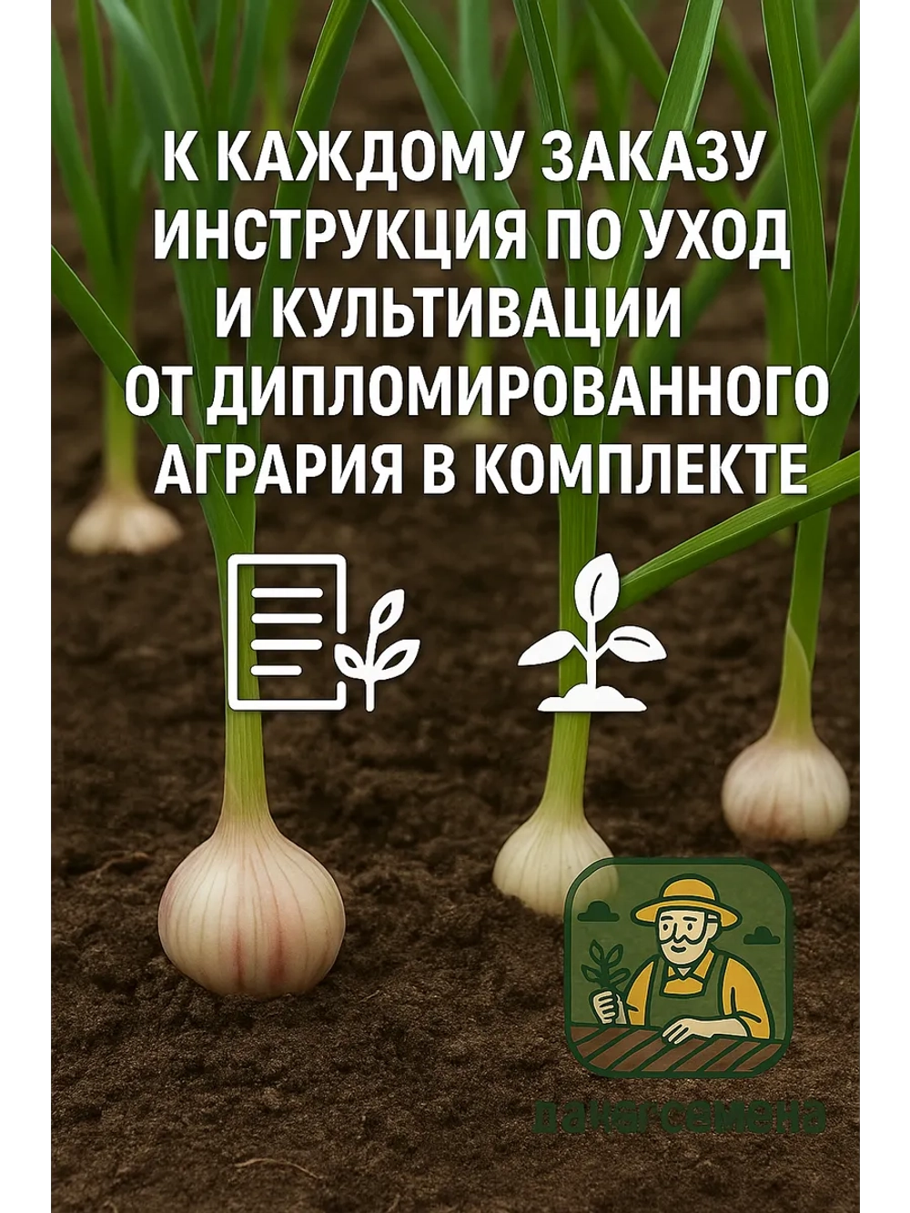 Чеснок посадочный озимый Командор (Франция)