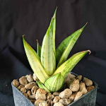 Сансевиерия PAGODA VAR