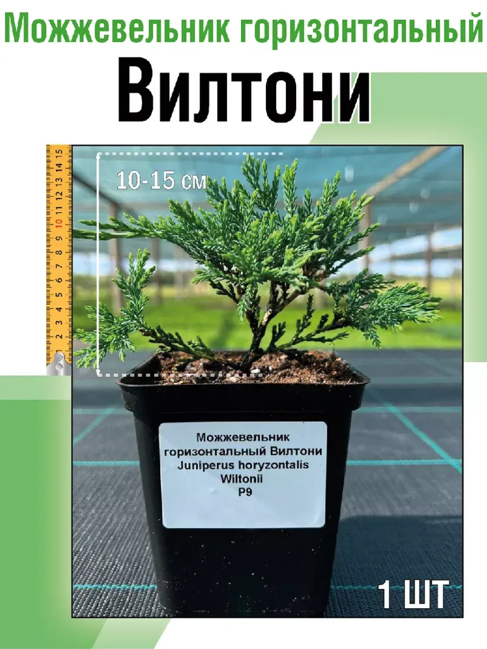 Можжевельник горизонтальный Вилтони саженцы хвойных