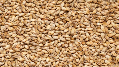 Солод  ячменный пивоваренный "Венский", производитель Курский солод