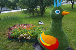 Топиарная фигура Павлин