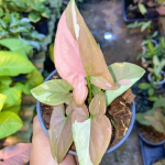 Сингониум TRICOLOR CHOCOLATE