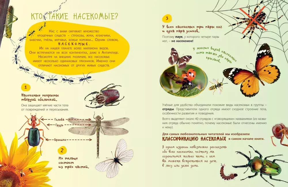 такие незнакомые эти насекомые