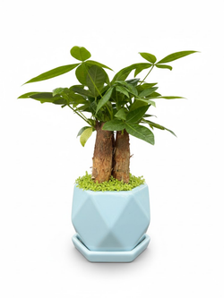 Пахира Little Forest Three-Branch ке