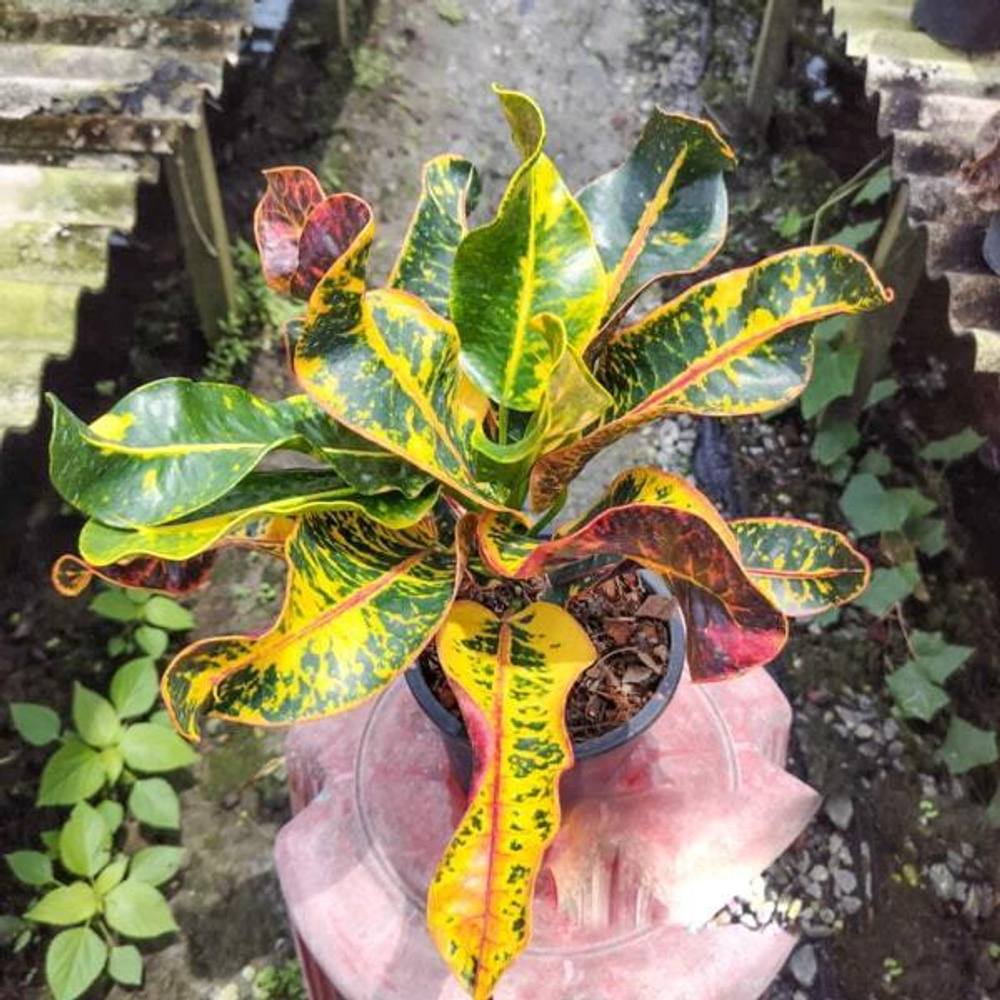 Кротон SRI PRASOET