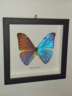 Бабочка Morpho aurora в рамке