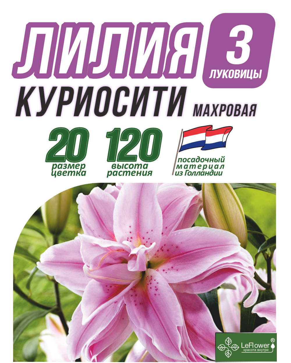 Лилия Луковица, Куриосити, разбор 22/24, 3 шт