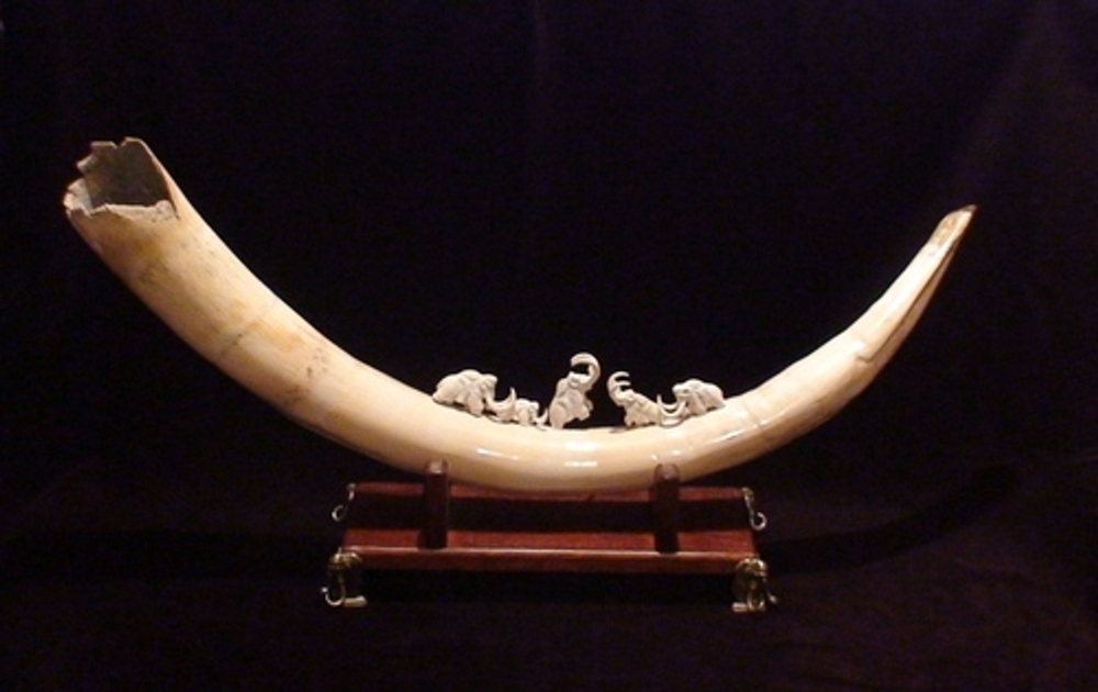 "5 мамонтов", бивень мамонта (mammoth tusk)