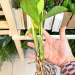 Замиокулькас EMPEROR