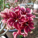 Адениум обесум 365 Chanel