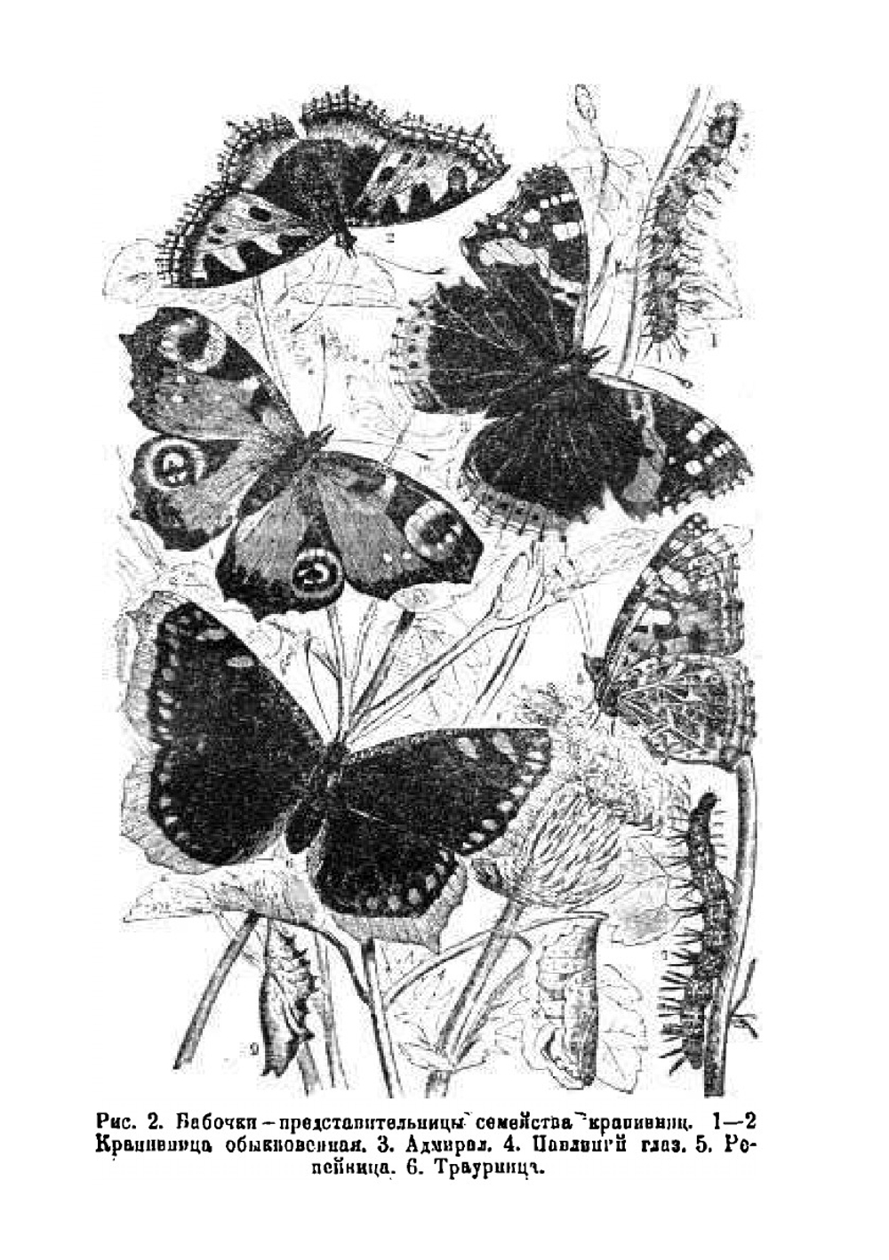 Биологические прогулки | А.С. Серебровский