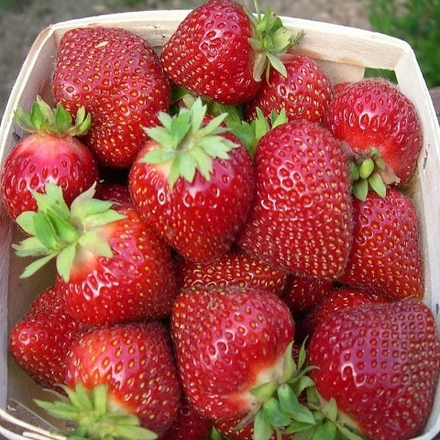 Земляника садовая Сандра, ранняя