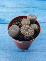 Lithops sp. (Литопсы)