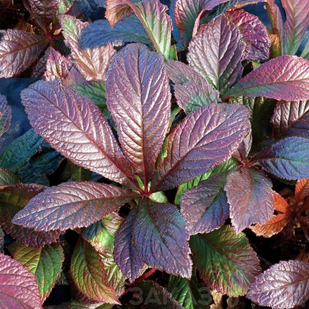 Роджерсия Браунлауб С2